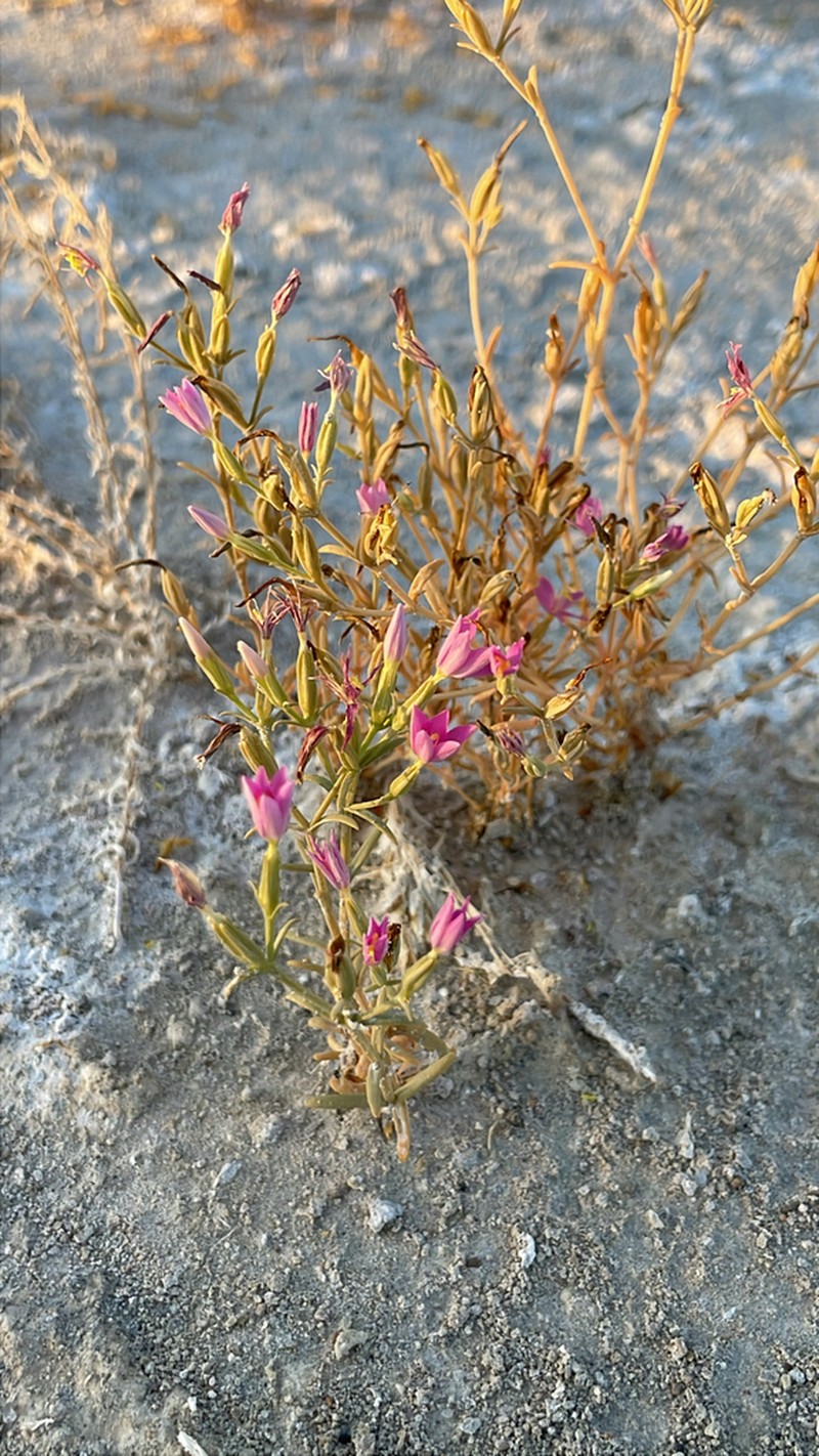 Springloving Centaury