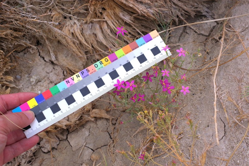 Springloving Centaury photo 2