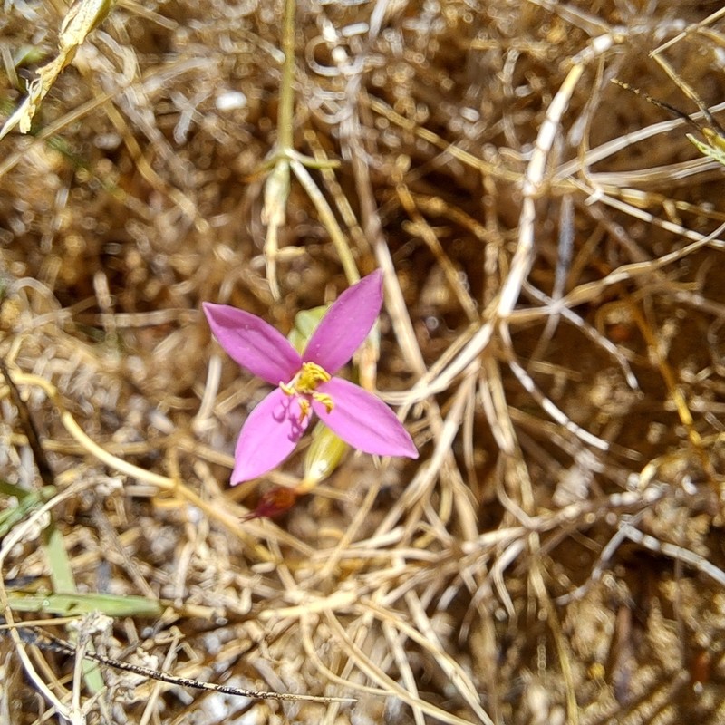 Springloving Centaury photo 3