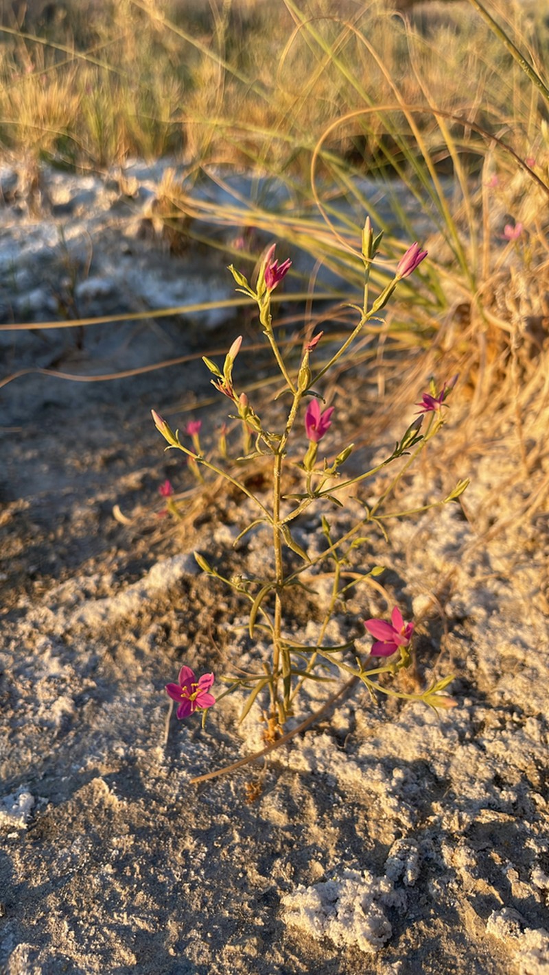Springloving Centaury photo 4