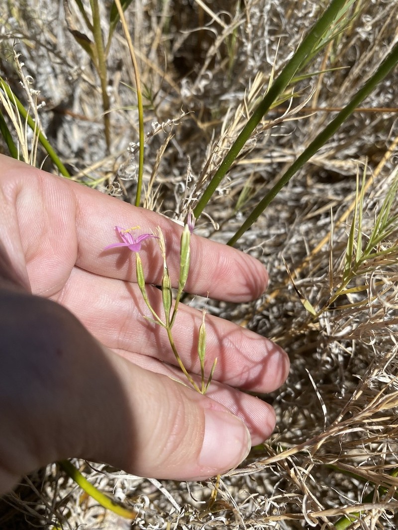 Springloving Centaury photo 5
