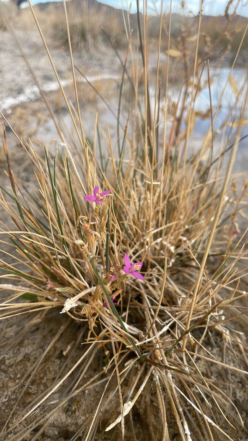 Springloving Centaury photo 6