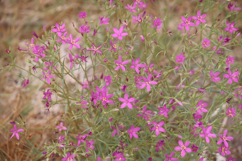 Springloving Centaury photo 7