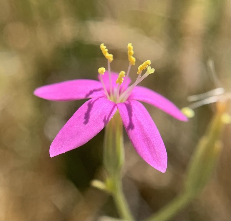 Springloving Centaury photo 8