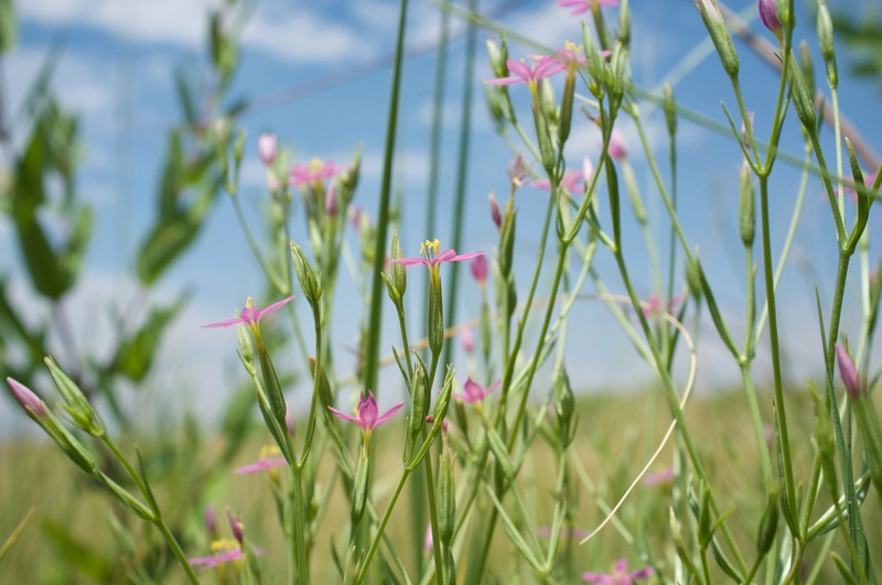 Zeltnera nevadensis