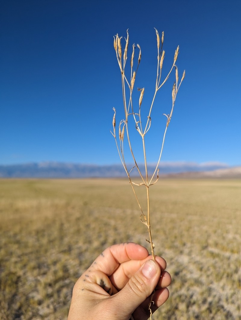 Zeltnera nevadensis photo 2