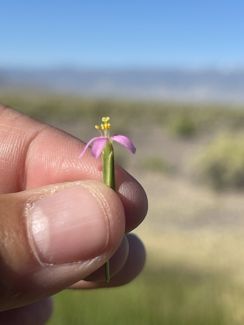 Zeltnera nevadensis photo 3