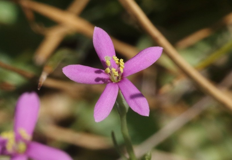 Zeltnera nevadensis photo 4