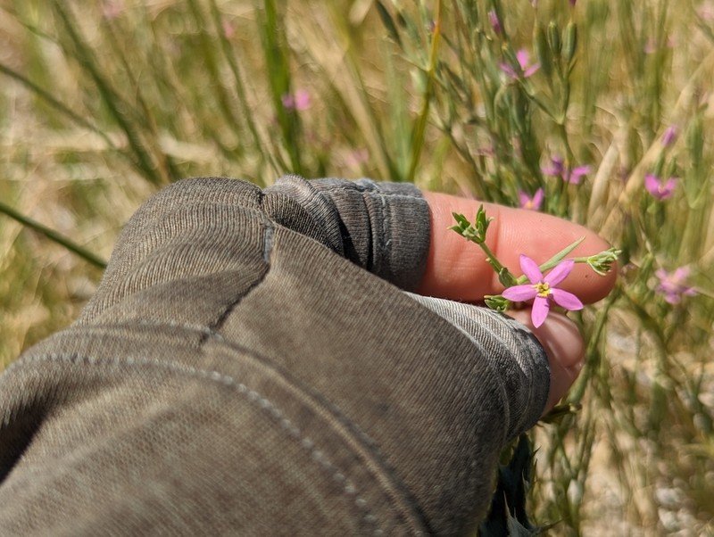 Zeltnera nevadensis photo 5