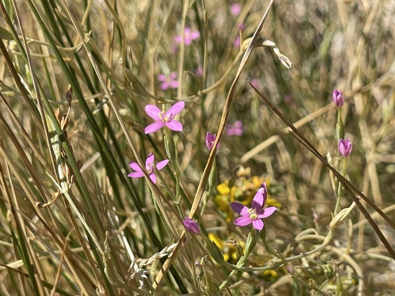 Zeltnera nevadensis photo 6