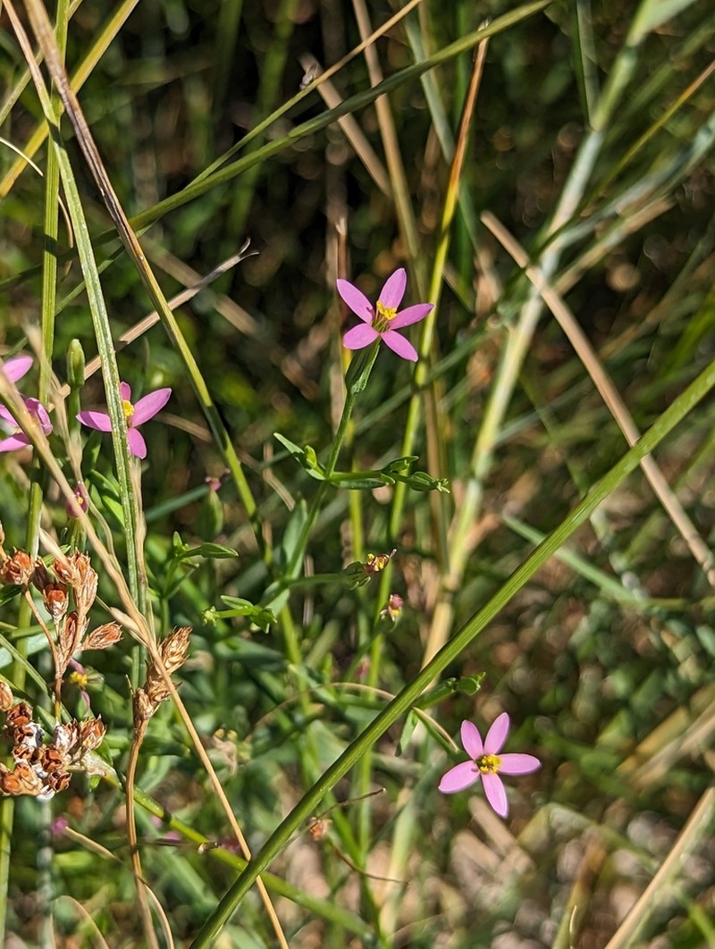Zeltnera nevadensis photo 7