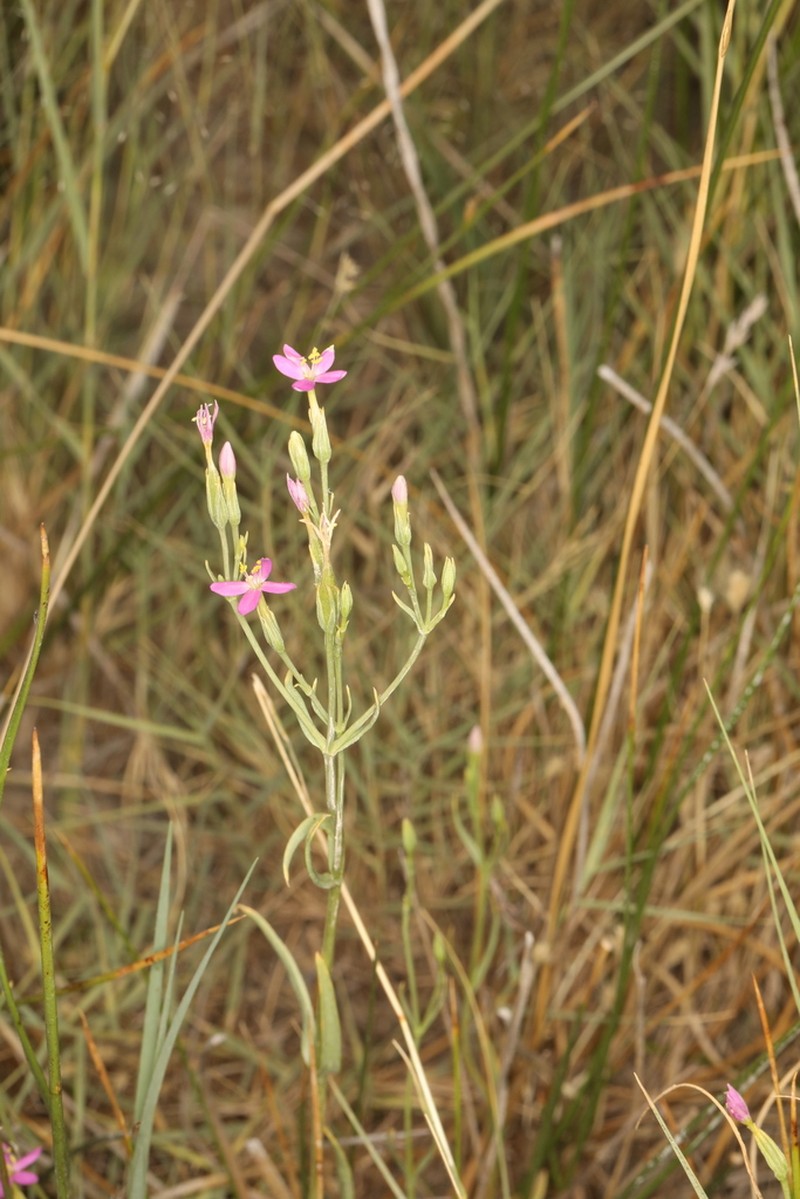 Zeltnera nevadensis photo 8
