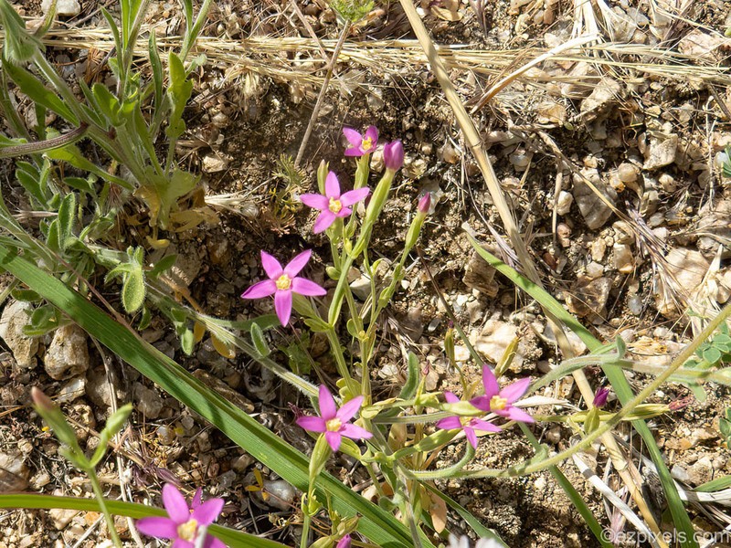 Santa Catalina Mountain Centaury