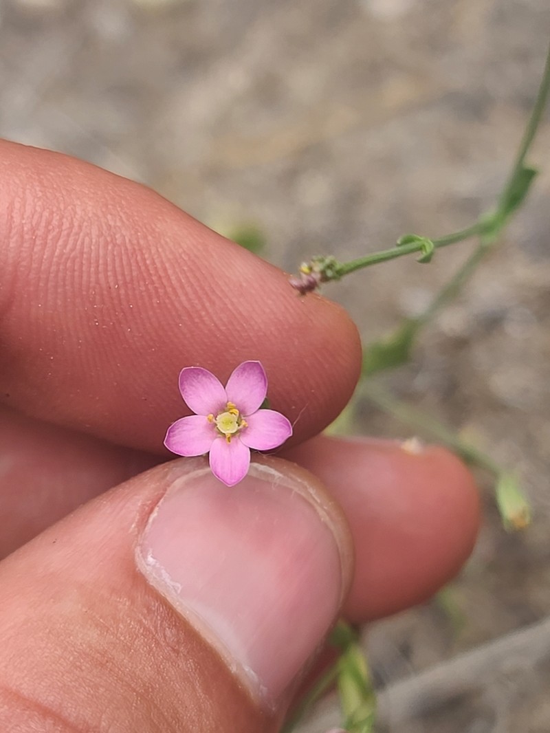 Santa Catalina Mountain Centaury photo 2