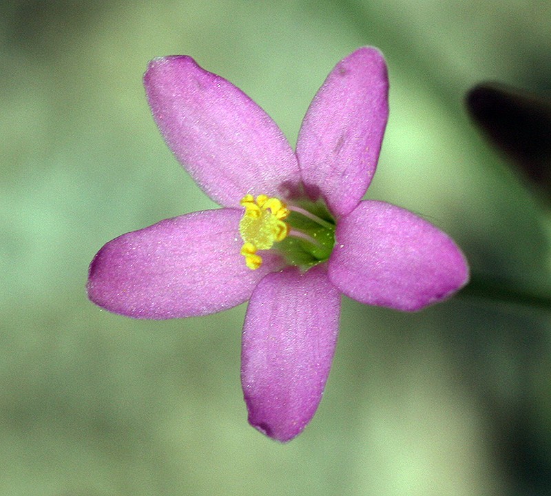 Santa Catalina Mountain Centaury photo 3