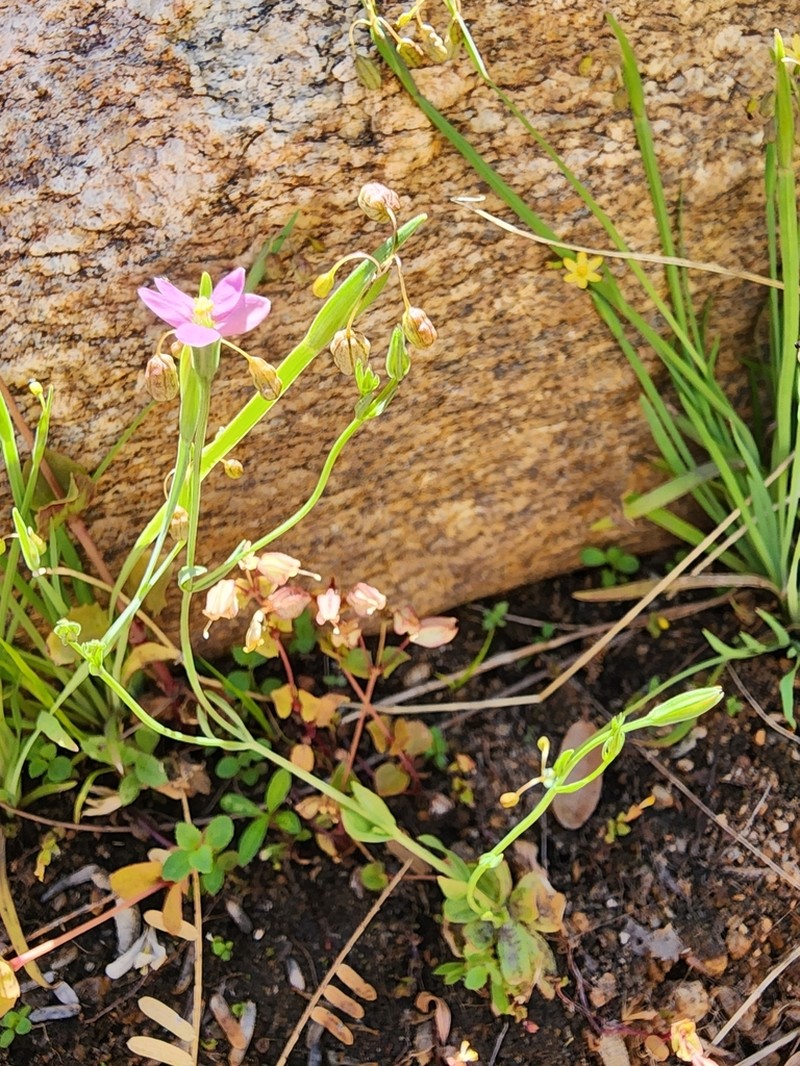 Santa Catalina Mountain Centaury photo 4