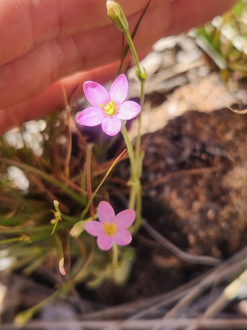 Santa Catalina Mountain Centaury photo 5