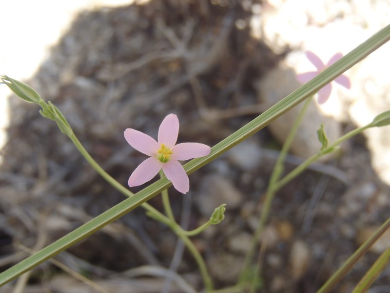 Santa Catalina Mountain Centaury photo 6