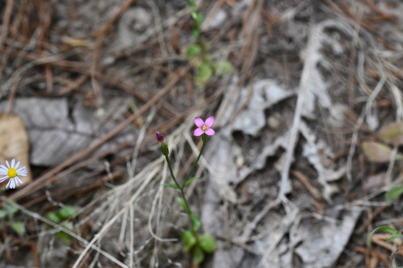 Santa Catalina Mountain Centaury photo 7