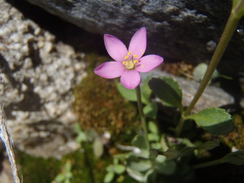 Santa Catalina Mountain Centaury photo 8