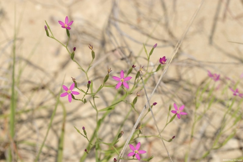 Lady Bird's Centaury