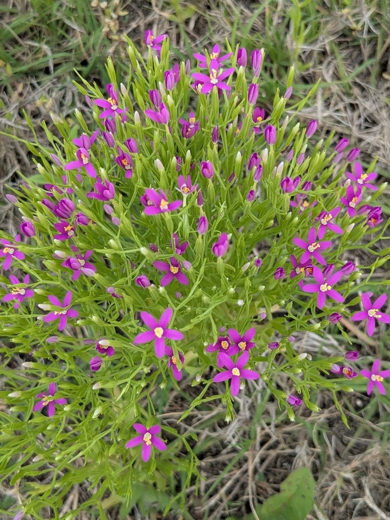 Lady Bird's Centaury photo 2