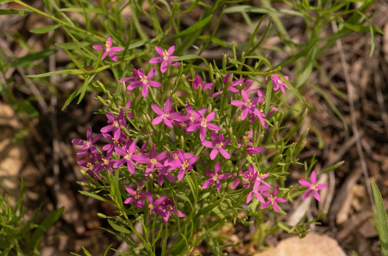 Lady Bird's Centaury photo 3