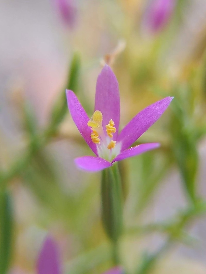 Lady Bird's Centaury photo 4