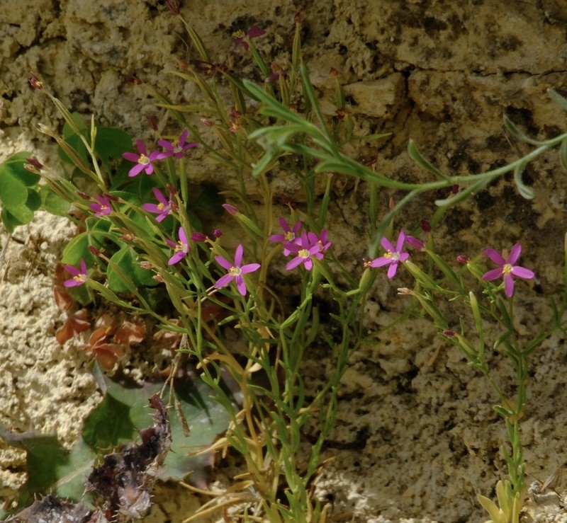 Lady Bird's Centaury photo 5