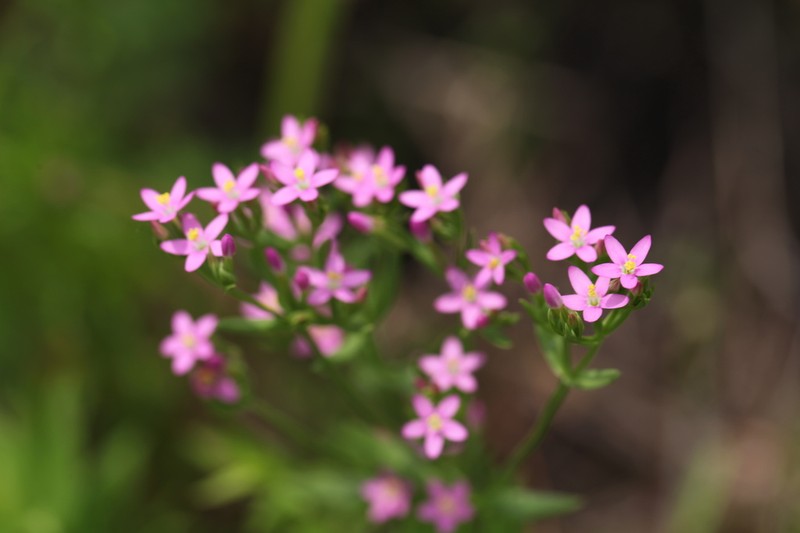 Lady Bird's Centaury photo 6