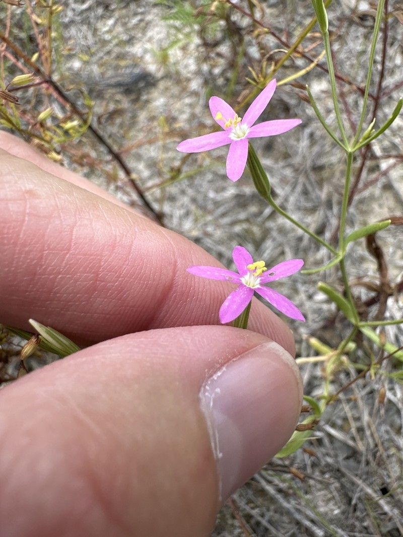 Lady Bird's Centaury photo 7