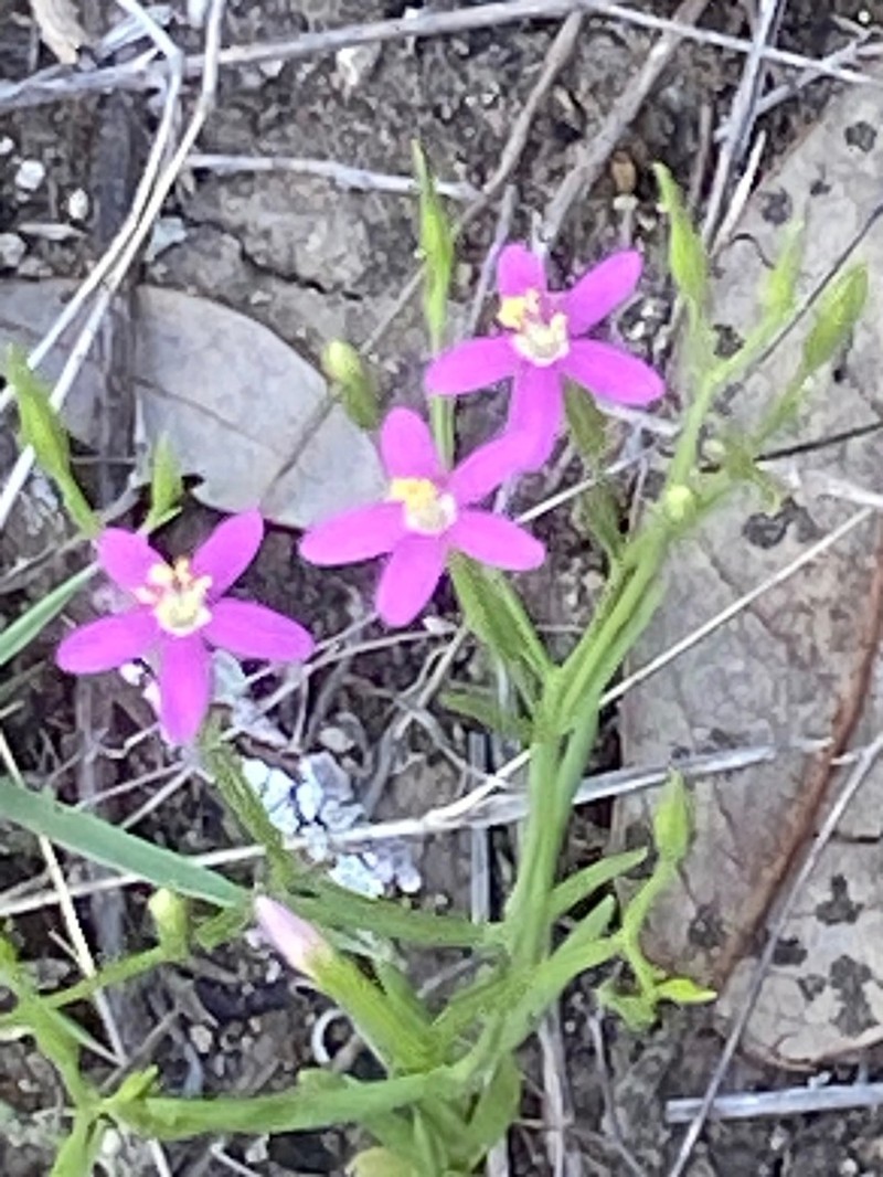 Lady Bird's Centaury photo 8