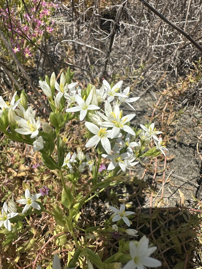 Alkali Centaury photo 3