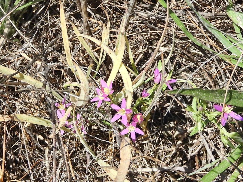 Alkali Centaury photo 5