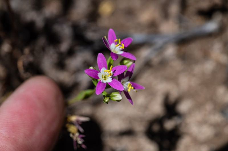 Alkali Centaury photo 6