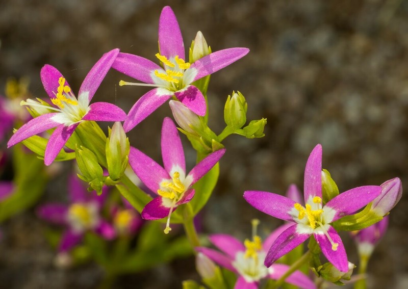 Alkali Centaury photo 7