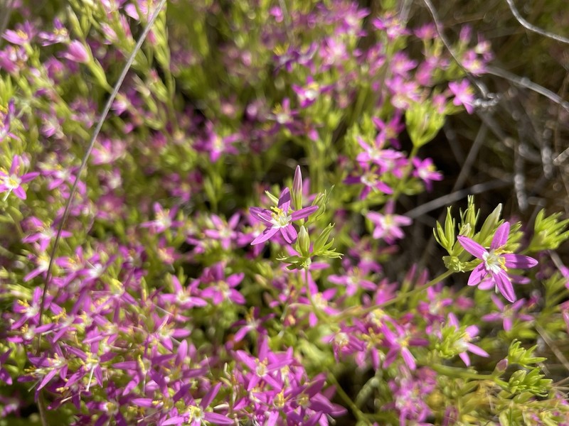 Alkali Centaury photo 8