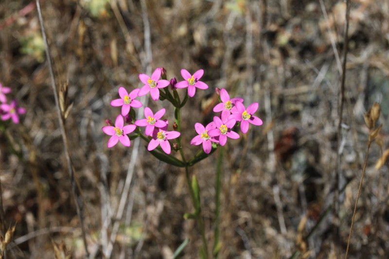Alkali Centaury