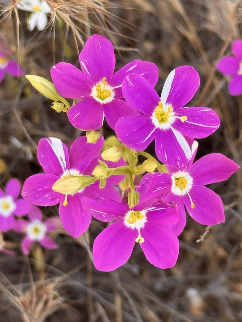 Charming Centaury