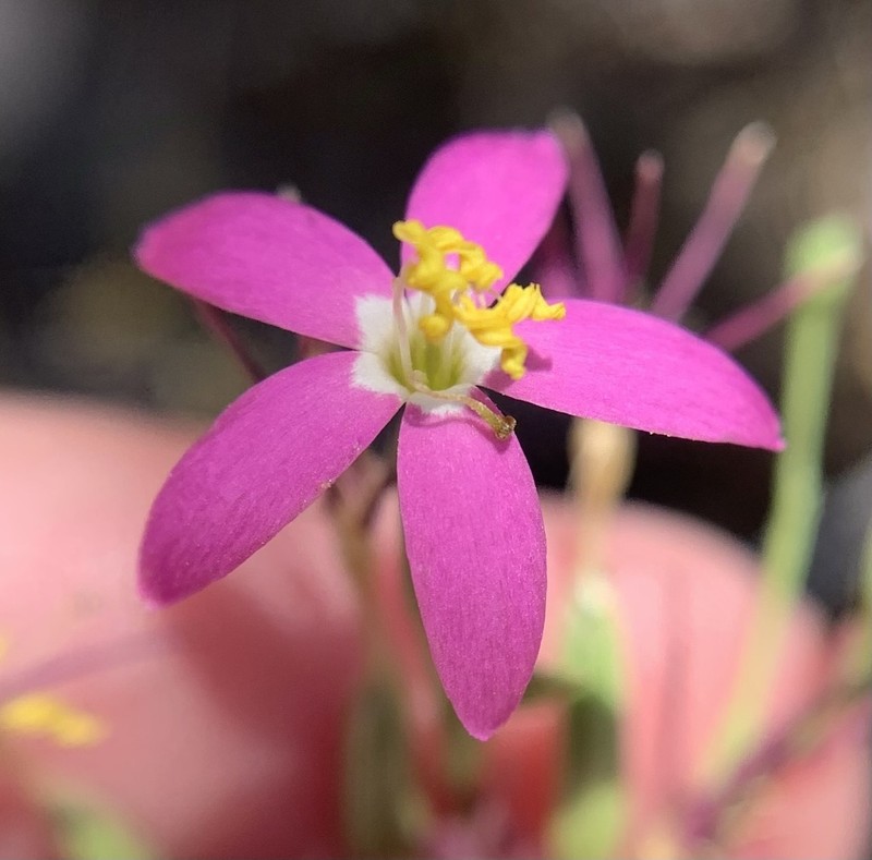 Charming Centaury photo 2