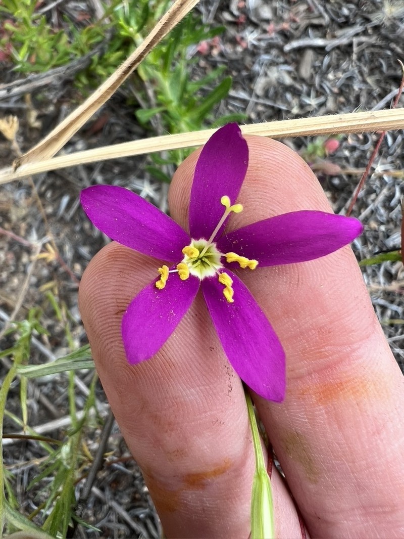 Charming Centaury photo 3
