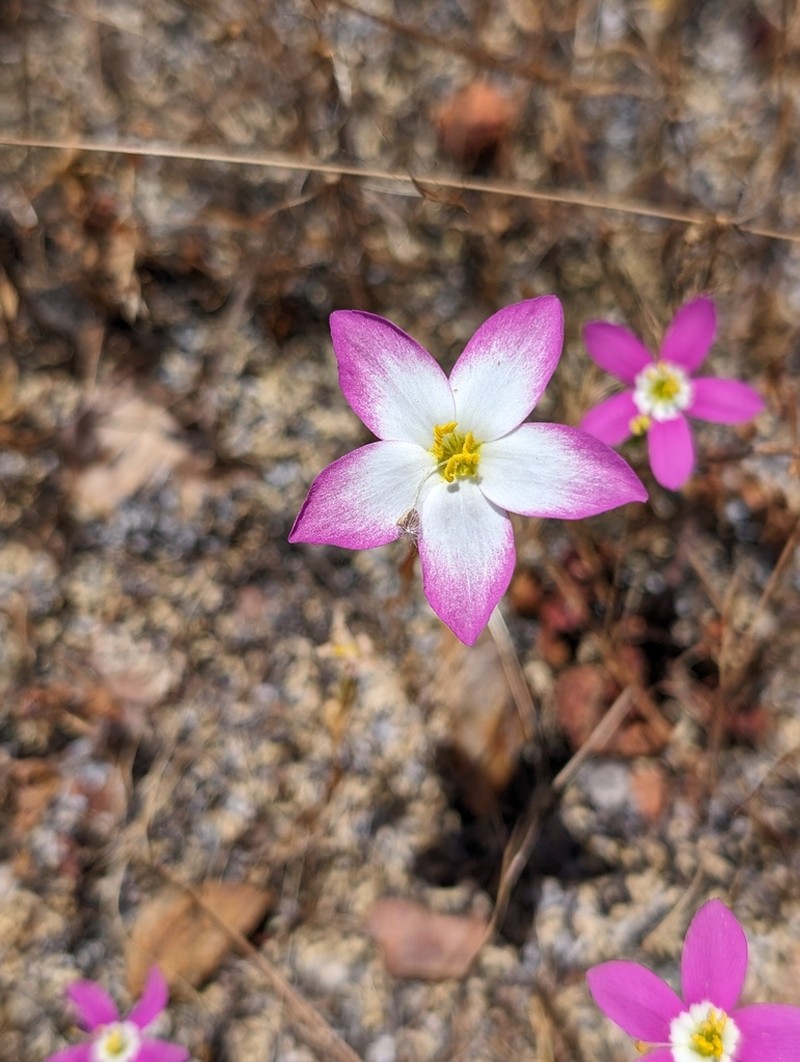 Charming Centaury photo 4