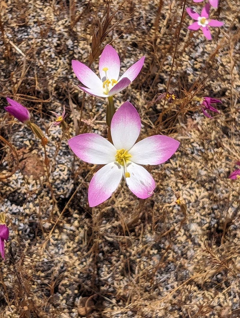 Charming Centaury photo 5