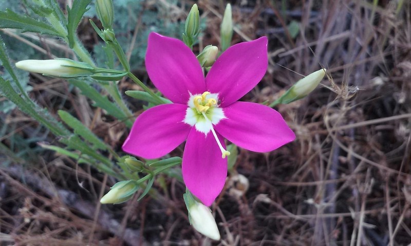 Charming Centaury photo 6