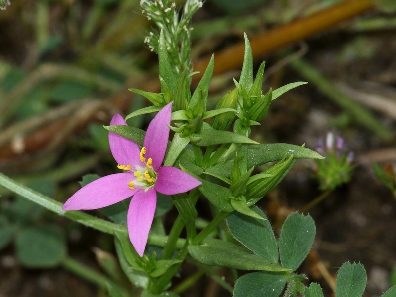 Charming Centaury photo 7