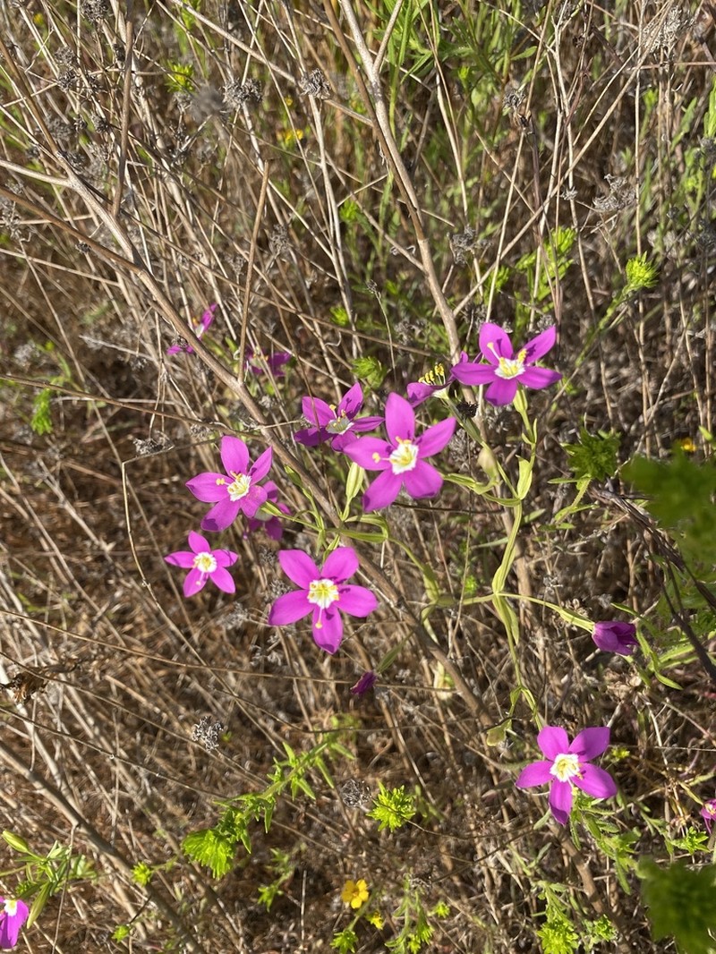 Charming Centaury photo 8