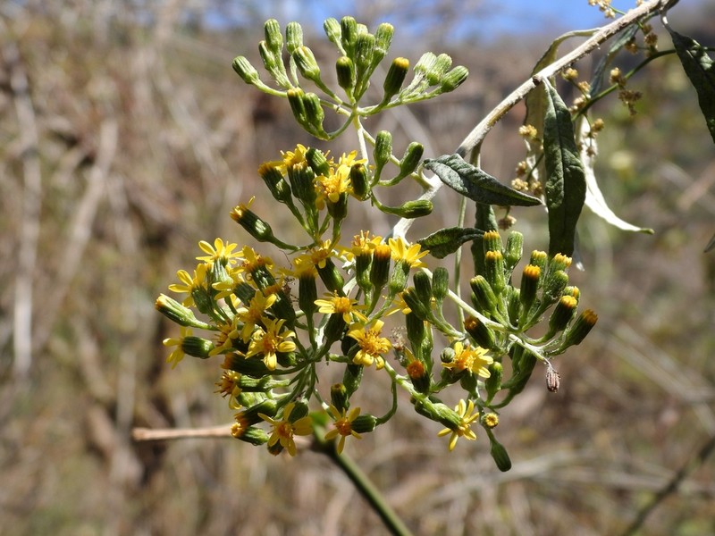 Zemisia thomasii