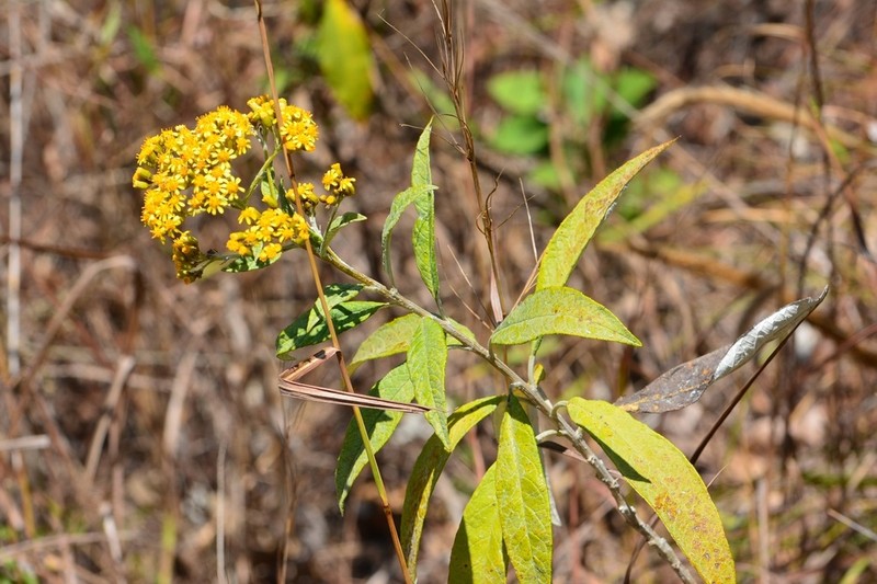 Zemisia thomasii photo 2