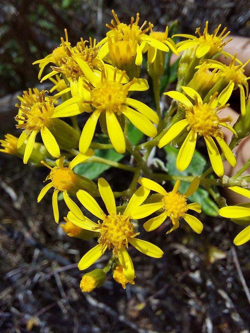 Zemisia thomasii photo 3