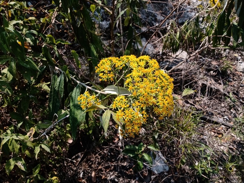 Zemisia thomasii photo 4